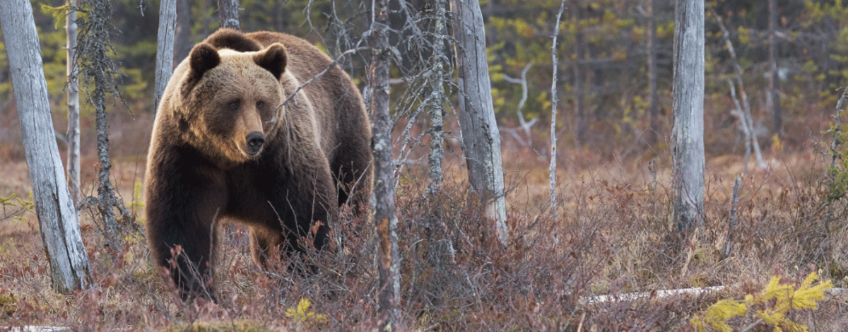 Grizzly Bear Conservation and Management