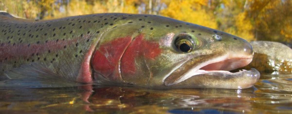 Wild Salmon And Steelhead | Idaho Fish And Game