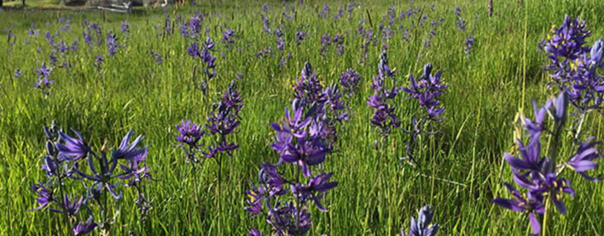 Camas Prairie Wildflowers
