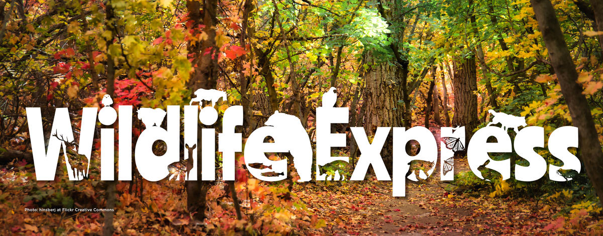 Wildlife express fall banner