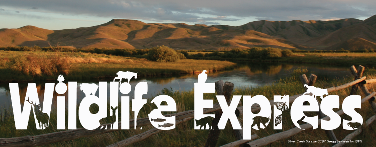 wildlife-express-seasonal-banner