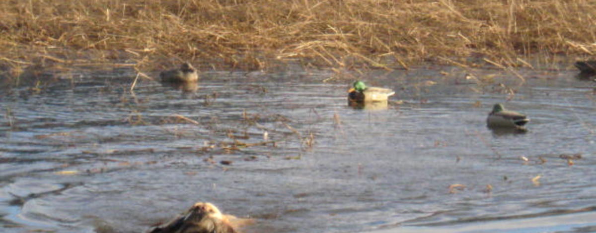  medium shot of a hunting dog retrieving a duck on the Coeurd'alene River November 2010