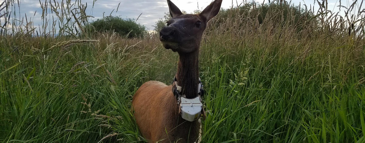 collared_cow_elk_