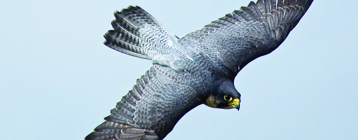 peregrine falcon in flight at the Colston Creek Access area 
