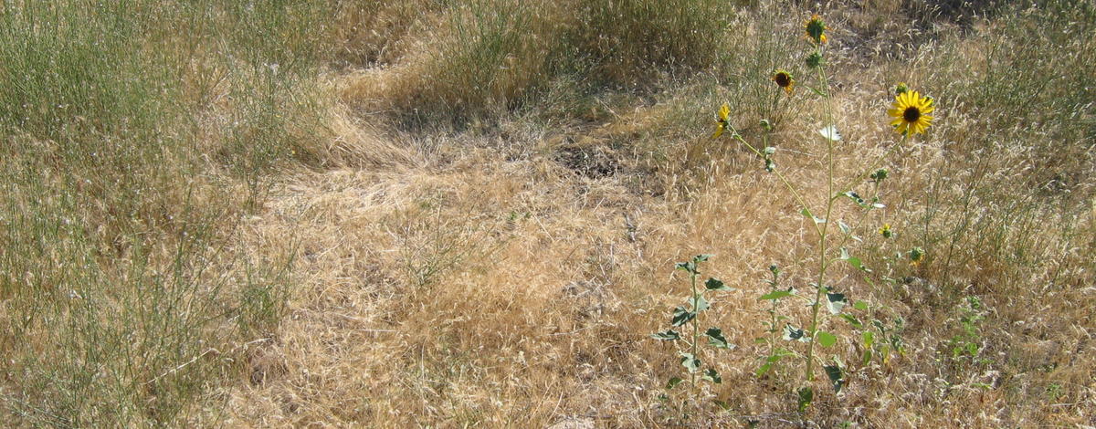 native grass habitat competition from weeds including cheek grass August 2006