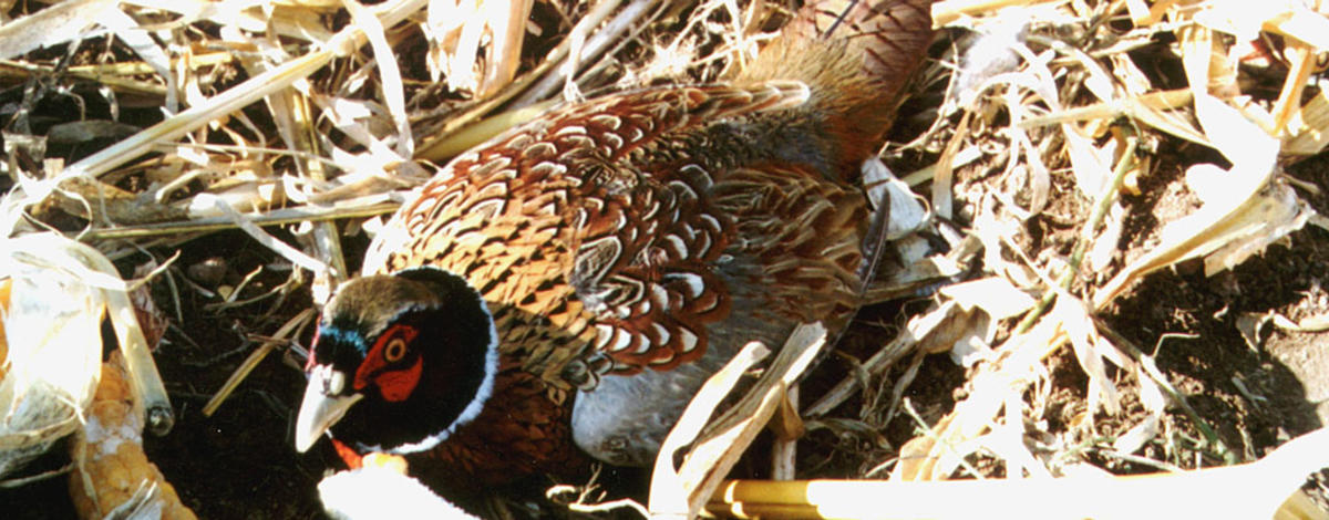 Cornfield pheasant