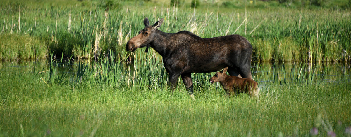 cow_and_calf_moose_silver_creek_july_2021