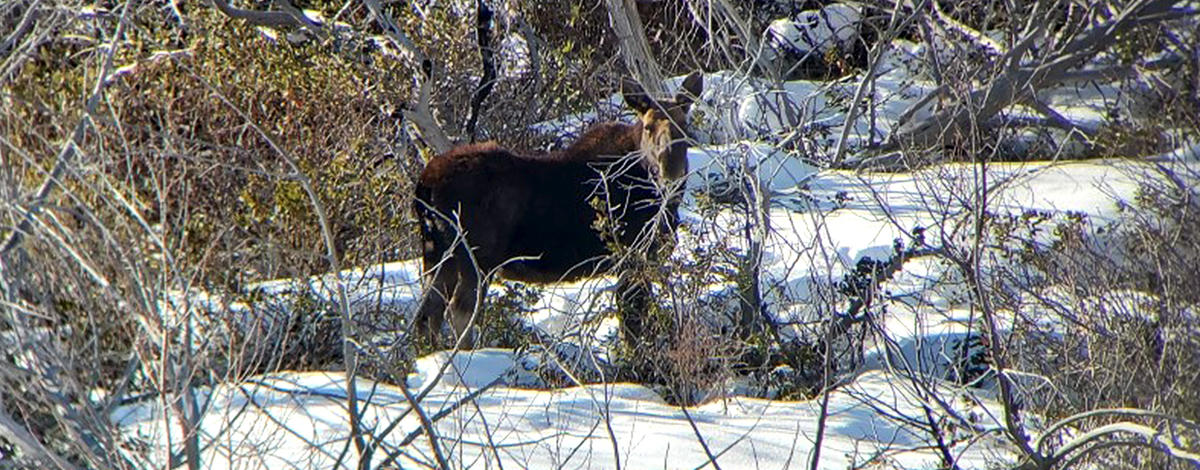 cow_moose_cropped