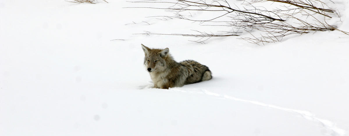  coyote laying in snow February 2008