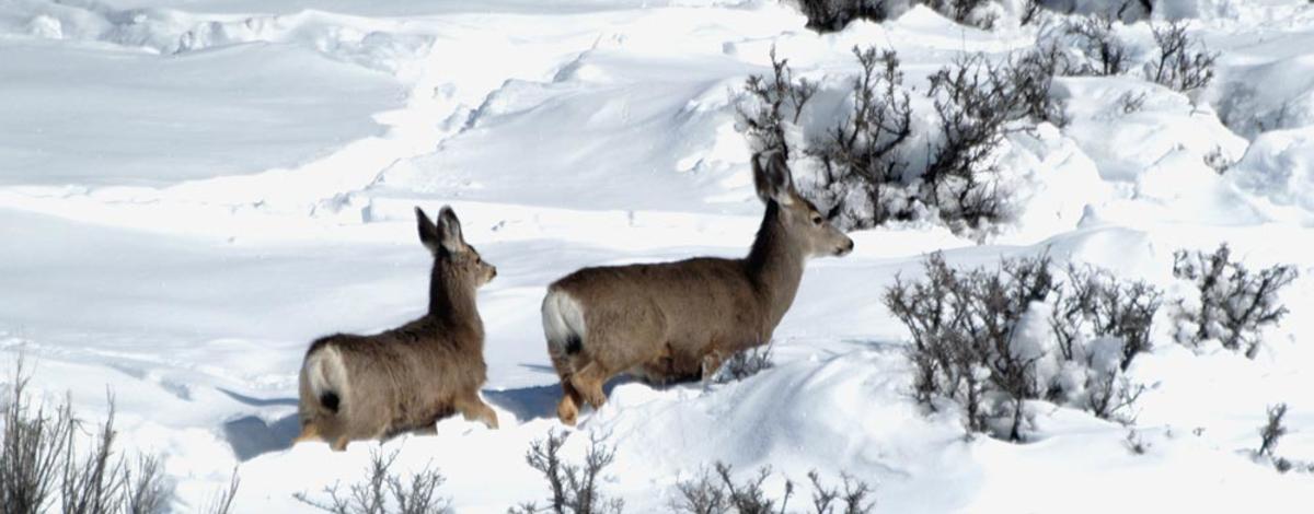 doe and fawn mule deer deep in snow