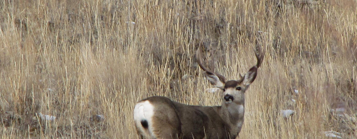mule deer buck in grass medium shot January 2016