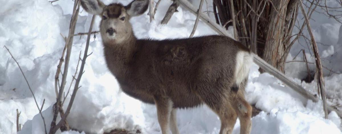 mule deer doe in snow January 2005