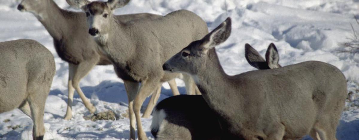 herd of mule deer eating alfalfa in snow during Winter feeding 