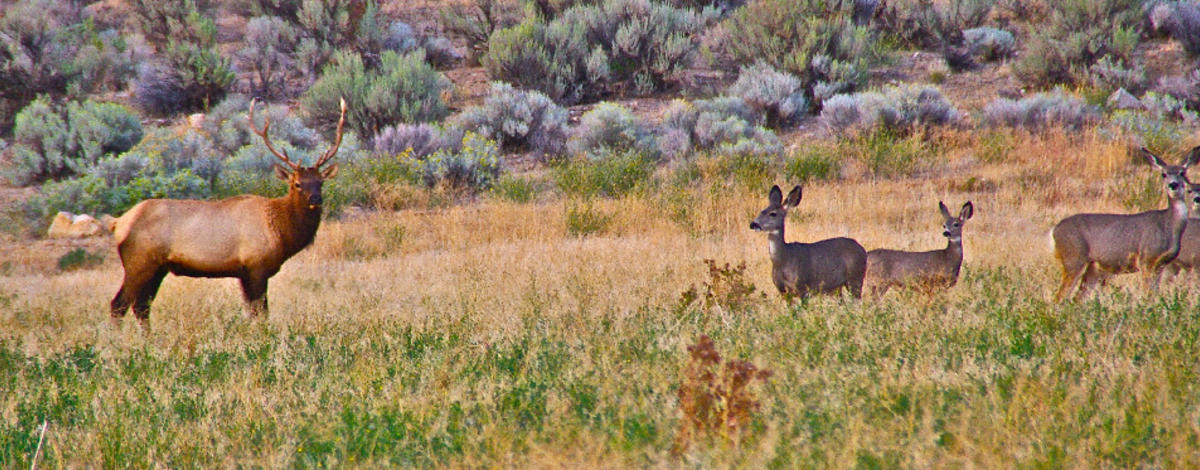 deer and elk in field