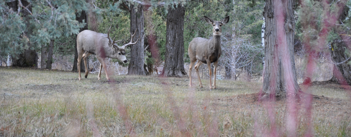 mule deer buck and doe in trees medium shot November 2012