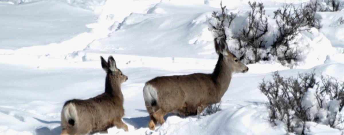 Winter survival estimates for mule deer, elk remain above average and  similar to 2020