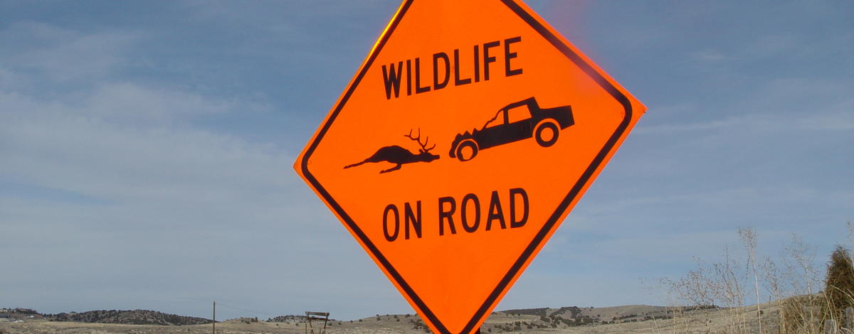 wildlife on road warning sign February 2007