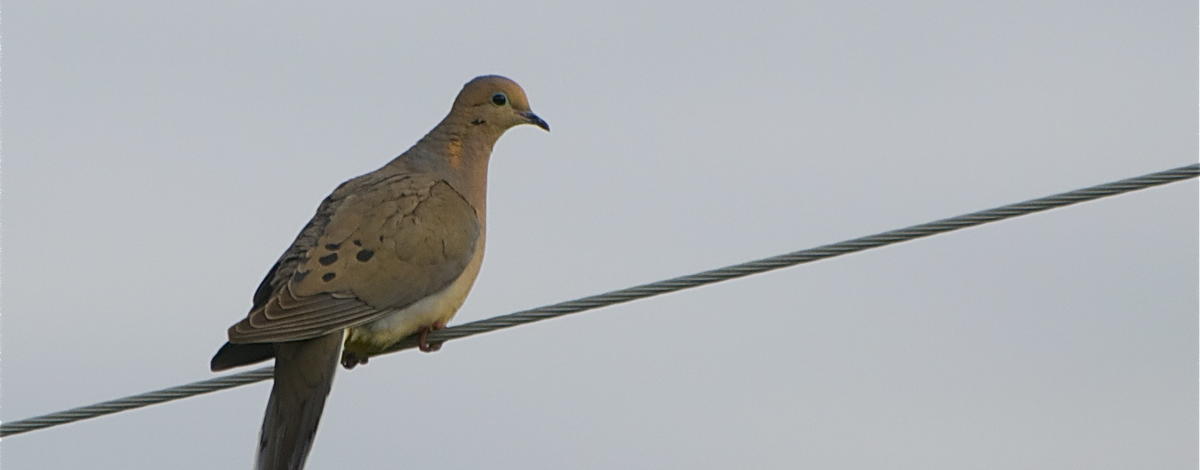 mourning dove on power line May 2010