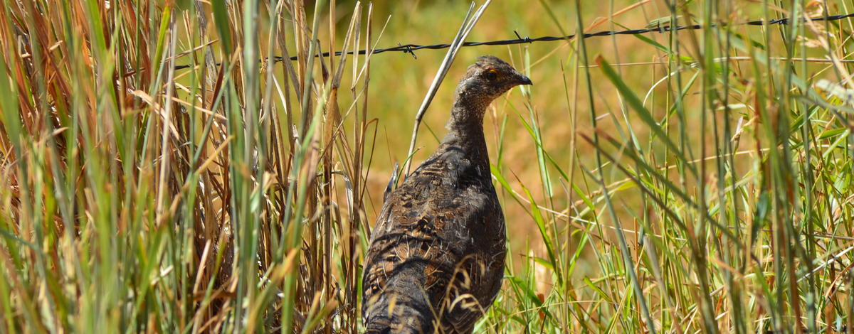 grouse in grass by a barbed wire fence August 2013
