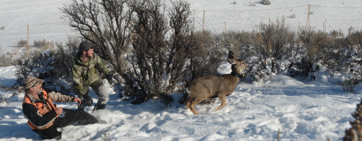  collared mule deer being released from the deer capture at Blacks Creek January 2017 medium shot