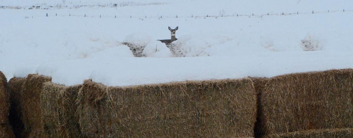 mule deer, hay stack, southwest region