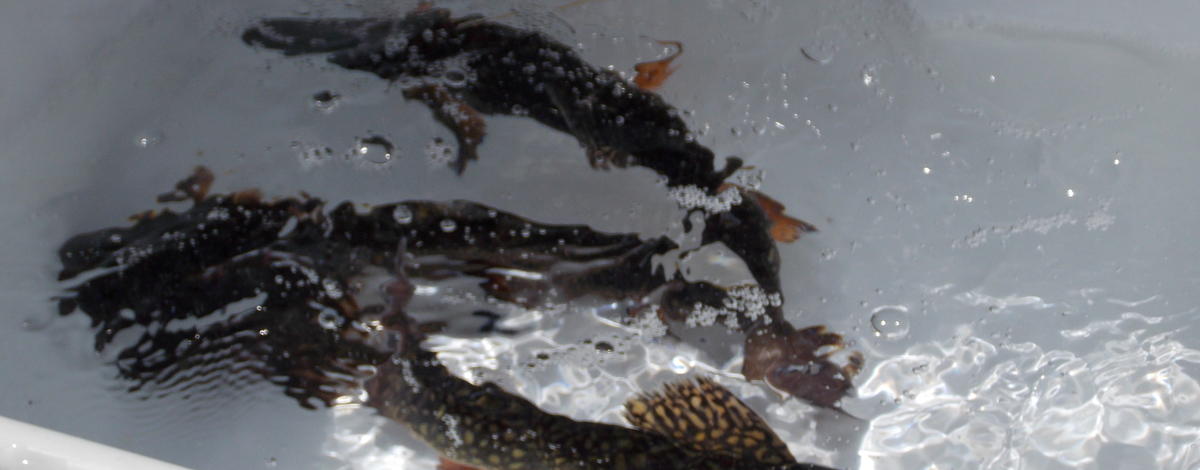 Brook trout, yy male, hatchery, 