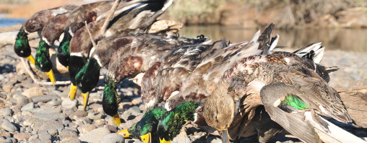 Waterfowl, ducks, C.J. Strike WMA, Southwest Region, duck hunting