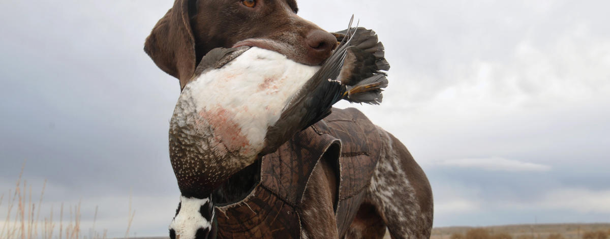 Duck hunting, bird dog, waterfowl, C.J. Strike WMA, wood duck, Southwest Region