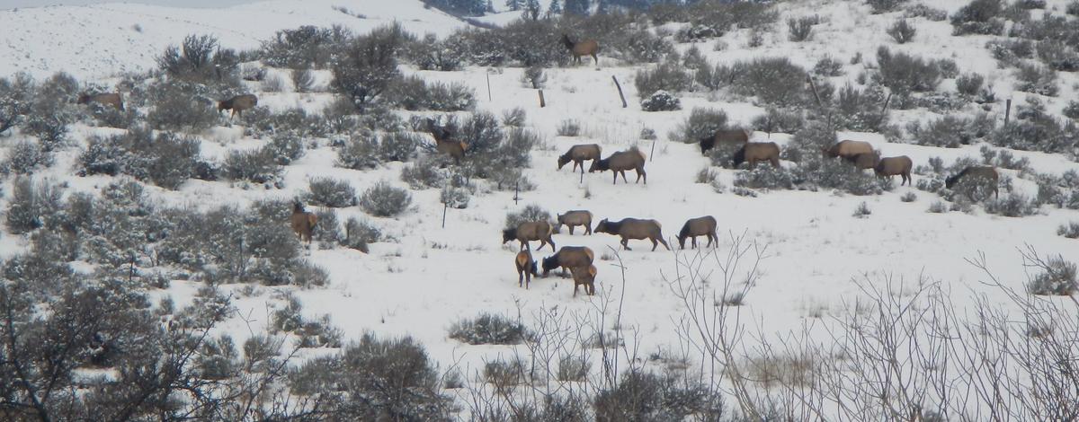 Elk at the Boise River WMA