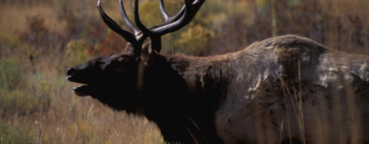 bull elk bugling 