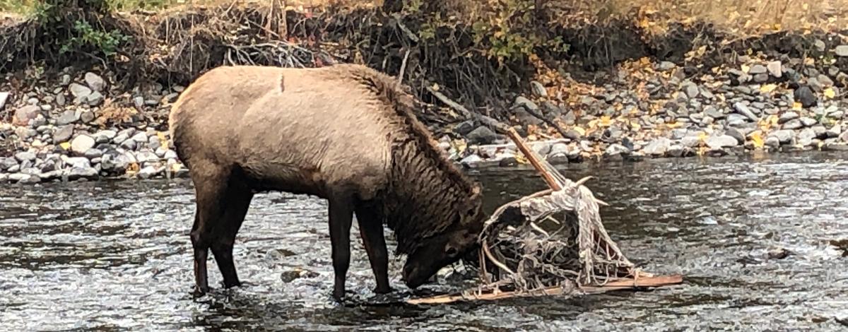 elk_in_big_wood_river_with_hammock_in_antlers