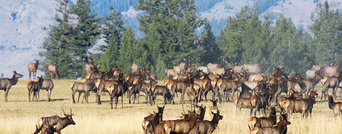 large herd of elk medium shot March 2011