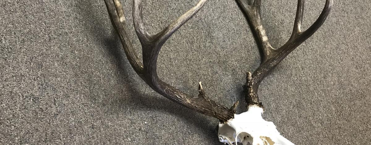 deer_skull