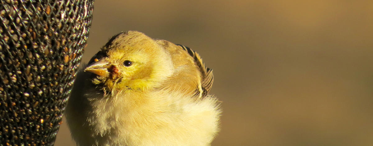 female_american_goldfinch_with_potential_salmonellosis