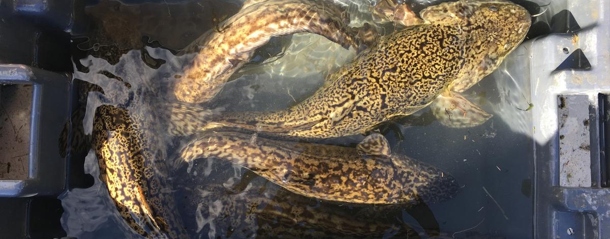 Burbot from the Kootenai River