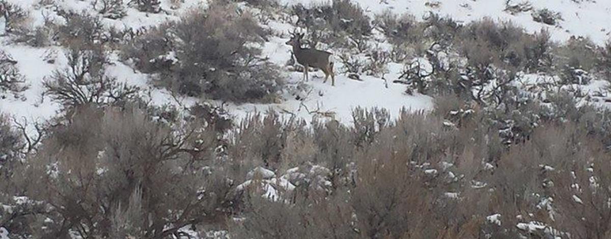 mule deer in southeast Idaho