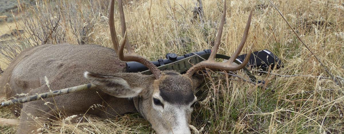 Part 2: A Close Look at an Antler, Autumn 2019, Resilient Forest Series