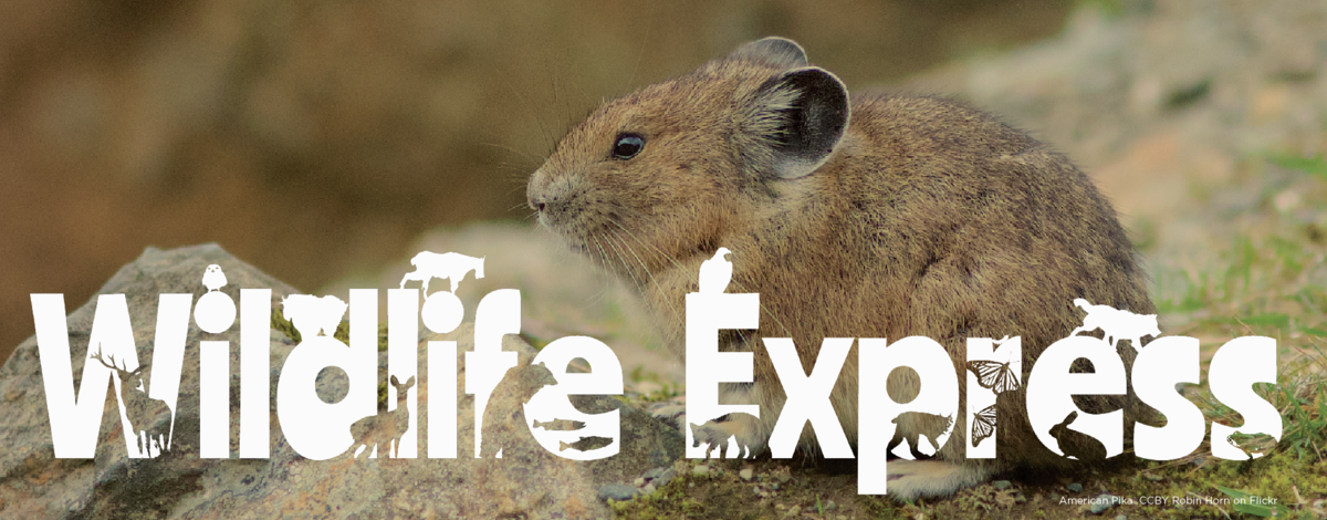 Wildlife Express Pikas Banner: November 2019