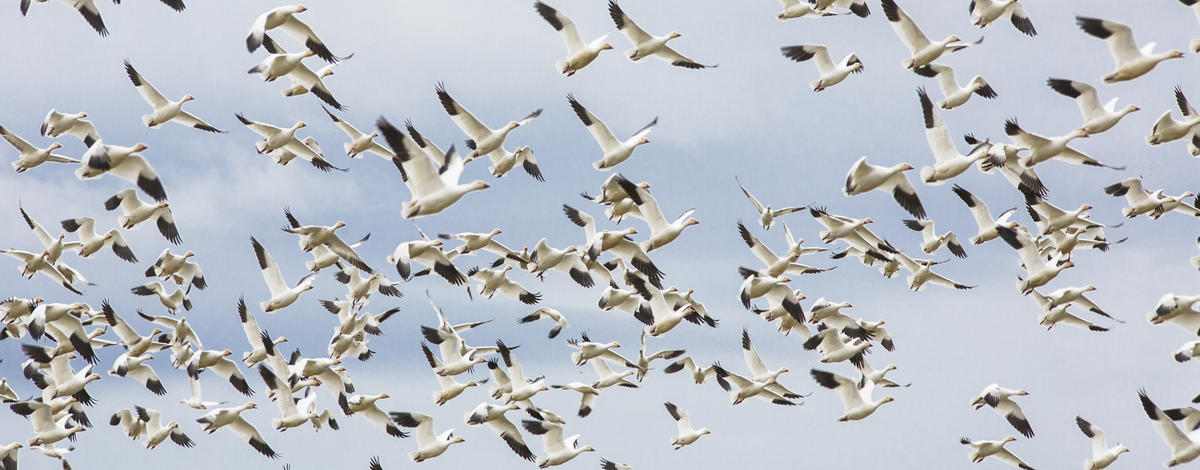 Snow Geese stop over at Fort Boise WMA on their spring journey north