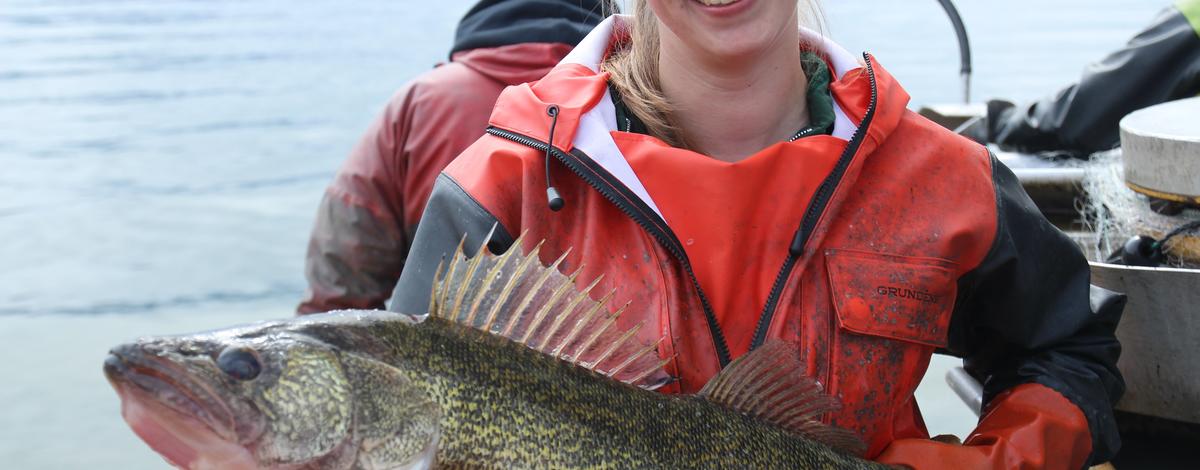Biologist with Lake Pend Oreille walleye