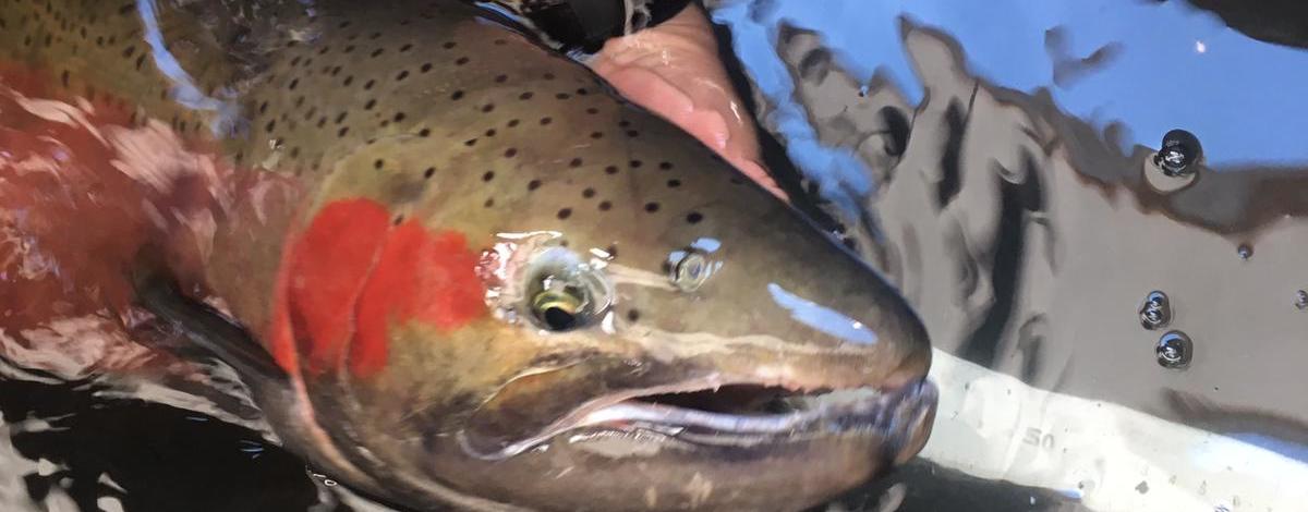 Adult male steelhead