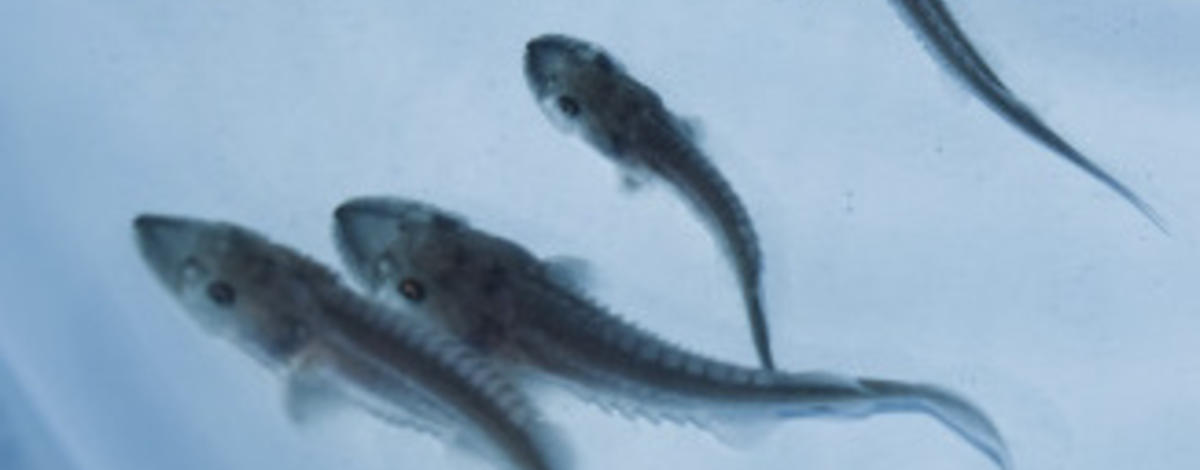 baby sturgeons_hatched_2.jpg