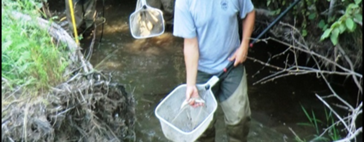 Steelhead collected from Spring Valley Creek 