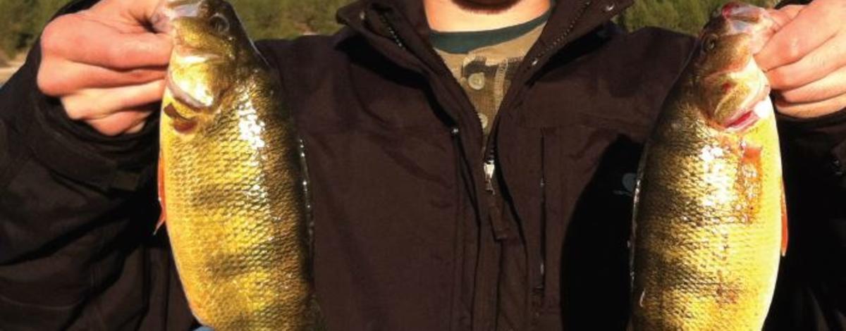 Cody Janssen shows off two healthy perch caught at Lake Cascade