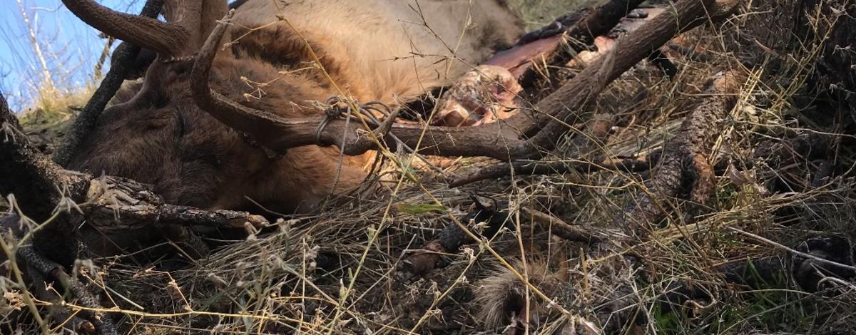 5-point bull elk killed and abandoned in Clearwater Region in 2017