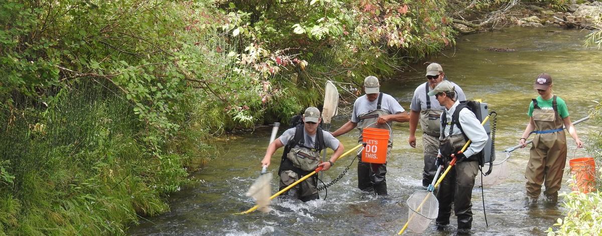 Backpack electrofishing 