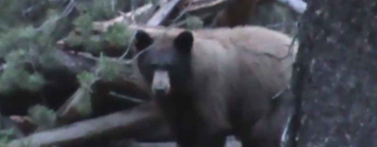 Bear baiting video screenshot