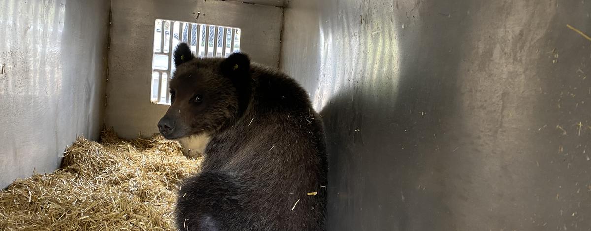 Bear Cub in a trap