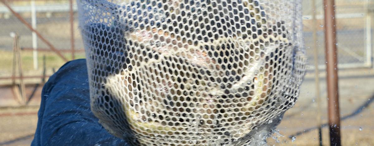 Fish Netting at Nampa Hatchery-363716b6229f_1_201_a.jpeg