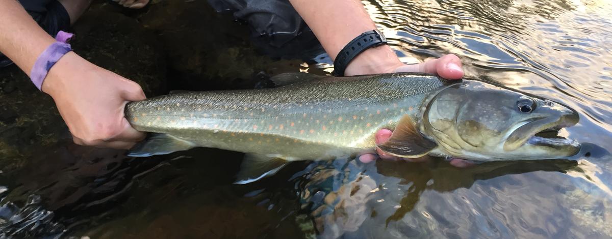 Adult Bull Trout